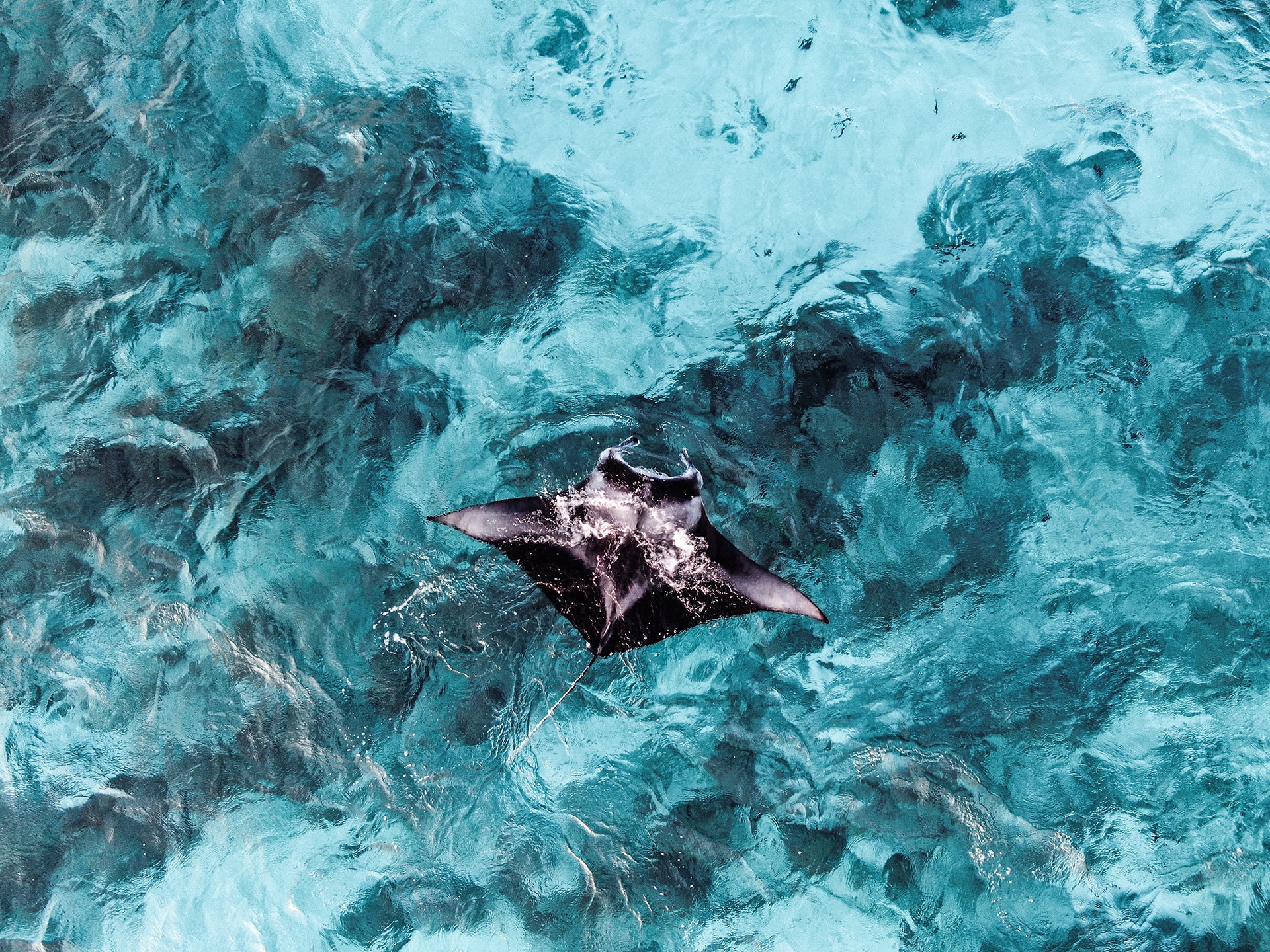 10 COOL FACTS ABOUT MANTAS
